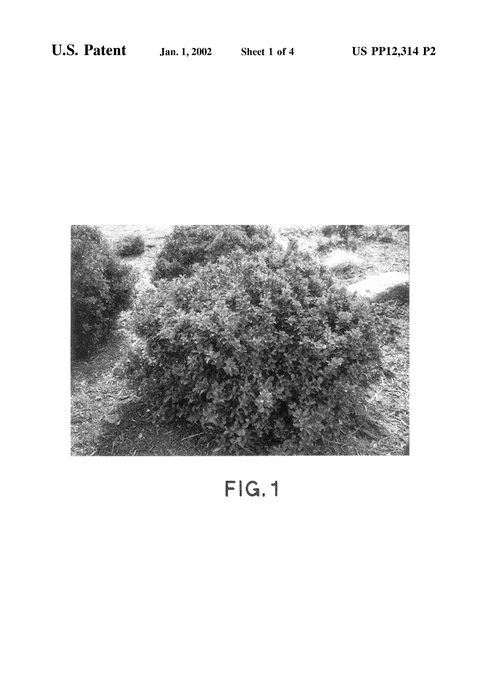 Figure 2 of US plant patent PP12314, the photograph of WillEmer printed in the patent.