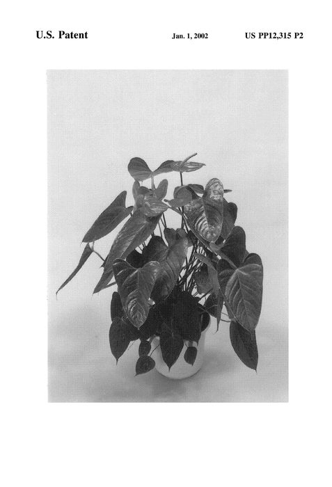 Figure 4 of US plant patent PP12315, the photograph of Cherry Red printed in the patent.