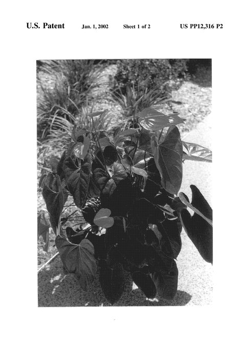 Figure 4 of US plant patent PP12316, the photograph of Orange Crush printed in the patent.