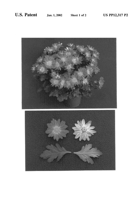 Figure 3 of US plant patent PP12317, the photograph of Yococoa Beach printed in the patent.