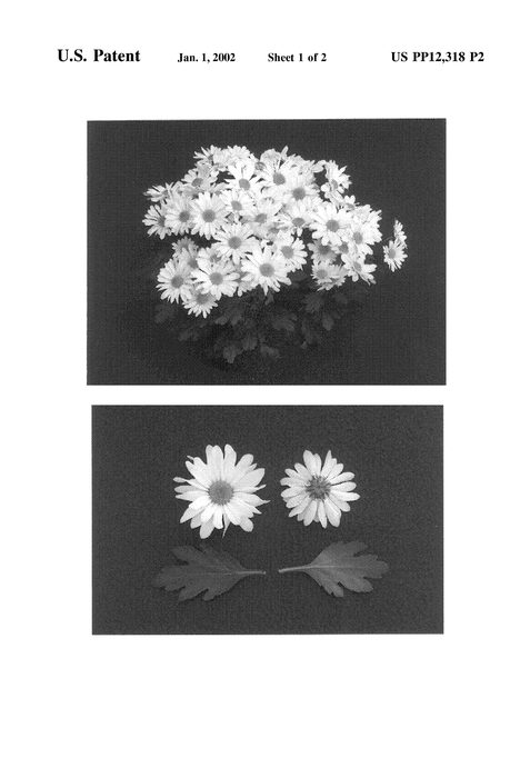 Figure 4 of US plant patent PP12318, the photograph of Ivory Yoeugene printed in the patent.