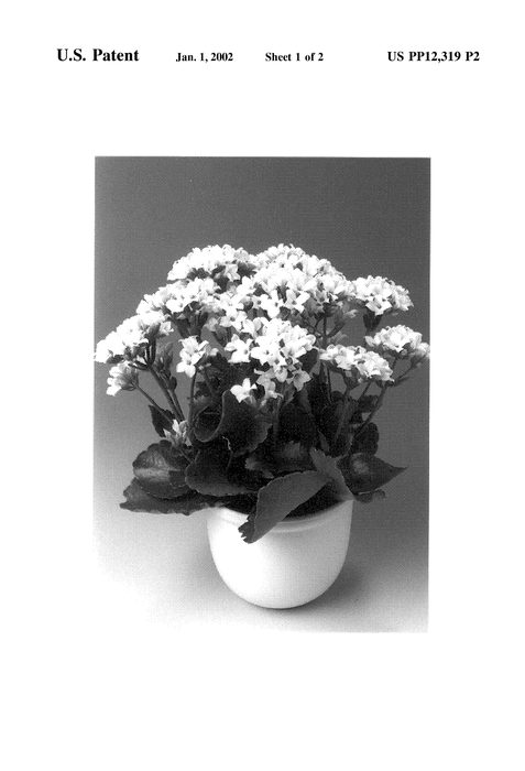 Figure 3 of US plant patent PP12319, the photograph of Simone 2000 printed in the patent.