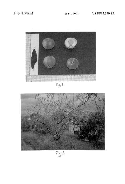 Figure 4 of US plant patent PP12320, the photograph of Moonsu printed in the patent.