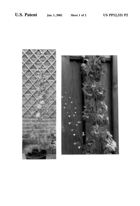 Figure 3 of US plant patent PP12321, the photograph of Mèrel printed in the patent.