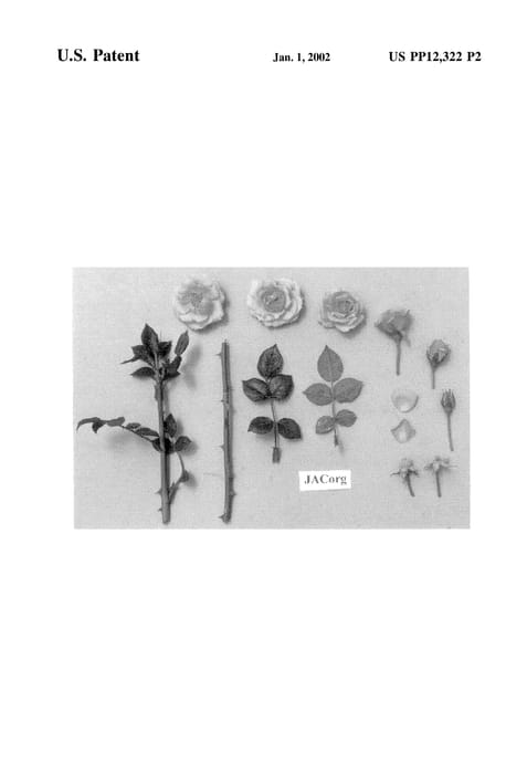 Figure 3 of US plant patent PP12322, the photograph of JACorg printed in the patent.