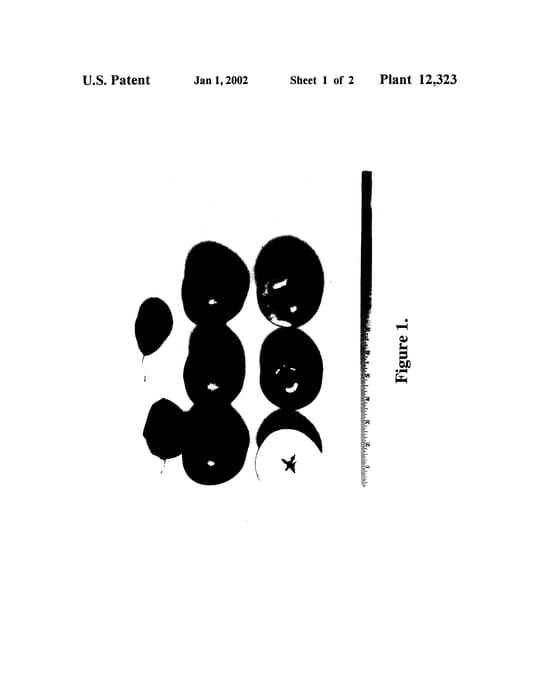 Figure 3 of US plant patent PP12323, the photograph of Co-op 25 printed in the patent.
