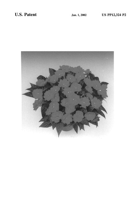 Figure 3 of US plant patent PP12324, the photograph of Tamar Orange printed in the patent.