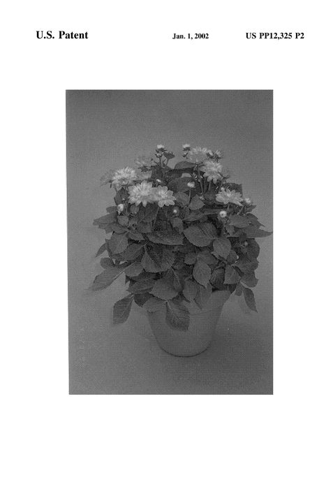 Figure 3 of US plant patent PP12325, the photograph of Lorraine printed in the patent.