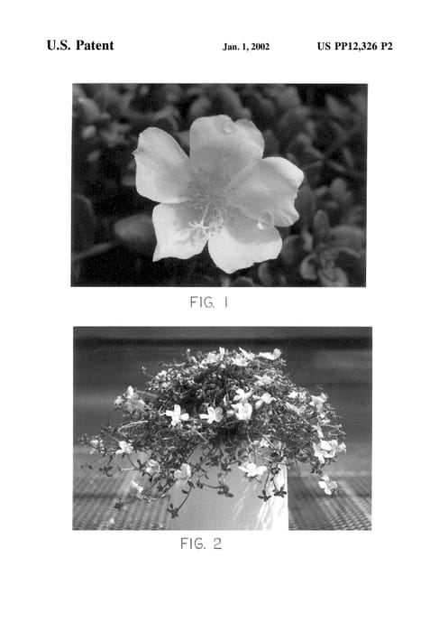 Figure 3 of US plant patent PP12326, the photograph of Summer Joy White printed in the patent.