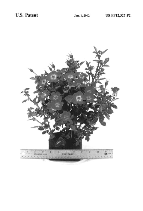 Figure 4 of US plant patent PP12327, the photograph of WEKcatlart printed in the patent.