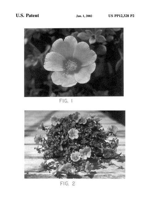 Figure 3 of US plant patent PP12328, the photograph of Summer Joy Orange printed in the patent.