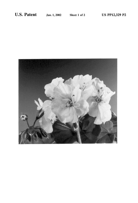 Figure 3 of US plant patent PP12329, the photograph of Fislunova printed in the patent.