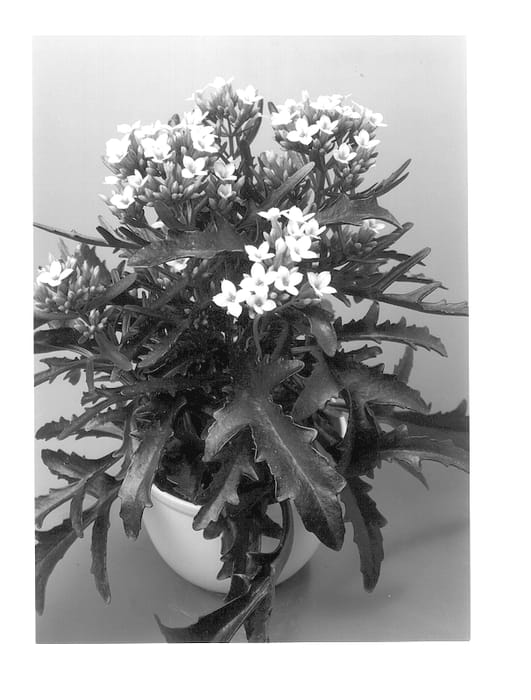 Figure 1 of US plant patent PP12330, the photograph of Rose African printed in the patent.