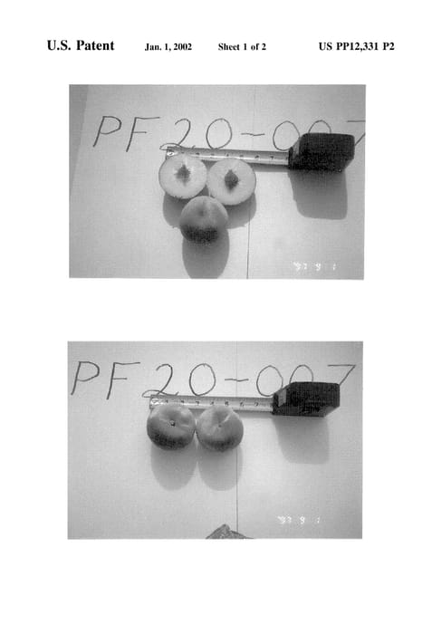 Figure 4 of US plant patent PP12331, the photograph of P.F. 20-007 printed in the patent.