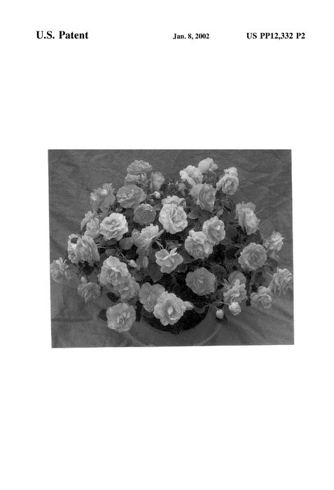 Figure 3 of US plant patent PP12332, the photograph of Cameo Salmon Chiffon printed in the patent.
