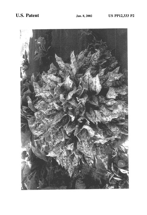 Figure 3 of US plant patent PP12333, the photograph of Dark Vader printed in the patent.