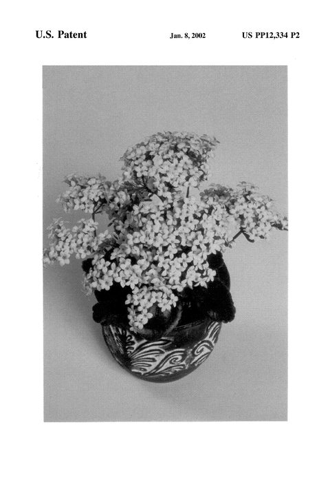 Figure 3 of US plant patent PP12334, the photograph of Forever Maxi White printed in the patent.