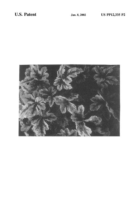 Figure 3 of US plant patent PP12335, the photograph of Crow Feather printed in the patent.