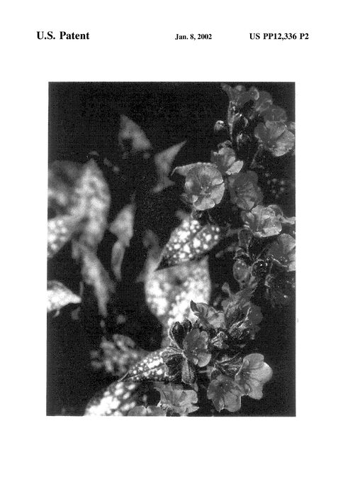 Figure 3 of US plant patent PP12336, the photograph of May Bouquet printed in the patent.