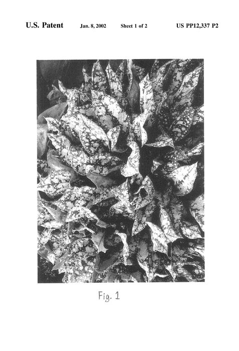 Figure 3 of US plant patent PP12337, the photograph of High Contrast printed in the patent.