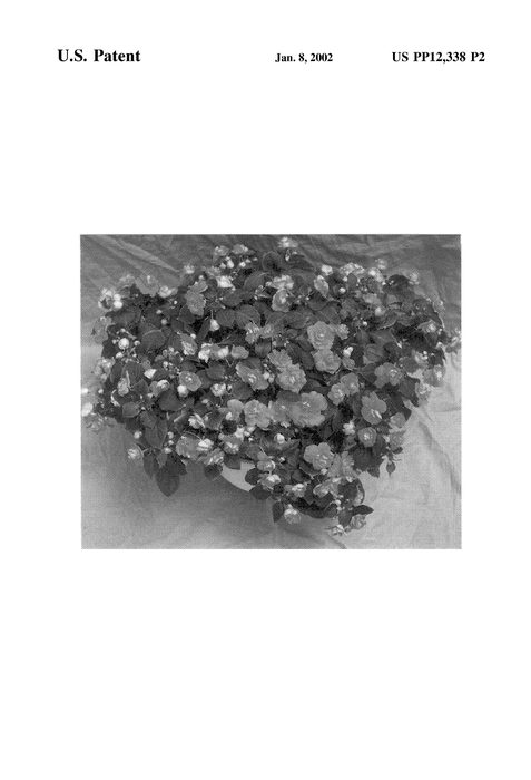 Figure 3 of US plant patent PP12338, the photograph of Cameo Lavender printed in the patent.