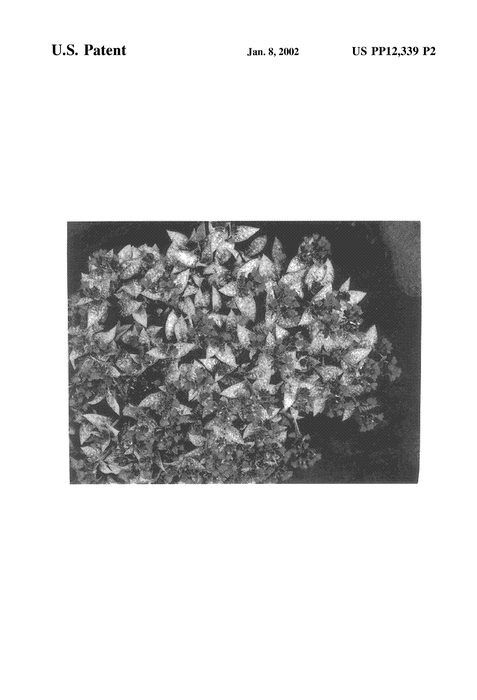 Figure 3 of US plant patent PP12339, the photograph of Emerald Isles printed in the patent.