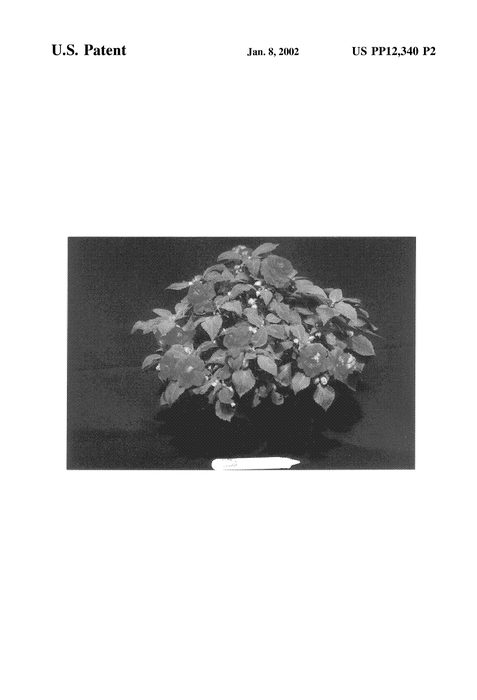 Figure 3 of US plant patent PP12340, the photograph of TiTag printed in the patent.