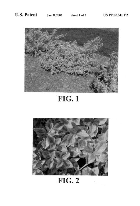 Figure 3 of US plant patent PP12341, the photograph of Sunrise printed in the patent.
