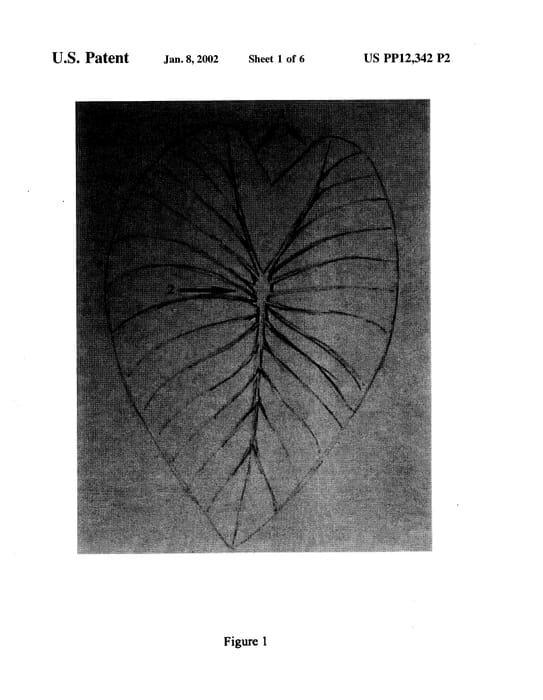 Figure 4 of US plant patent PP12342, the photograph of Pauakea printed in the patent.