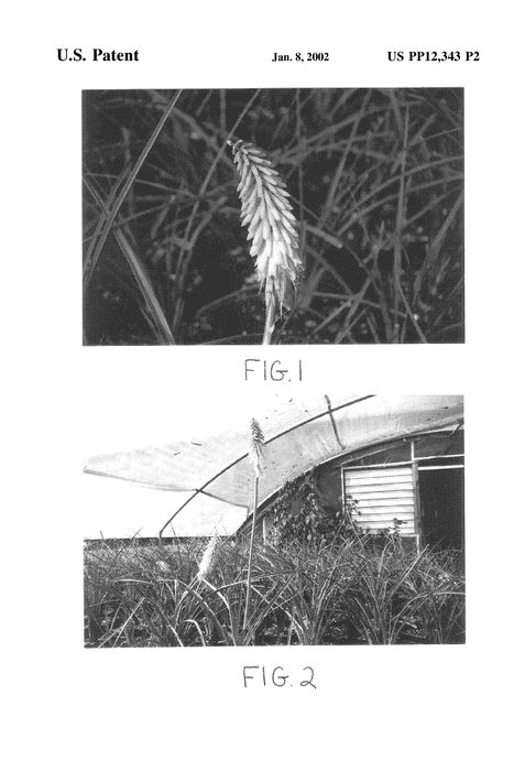 Figure 3 of US plant patent PP12343, the photograph of Candle Light printed in the patent.