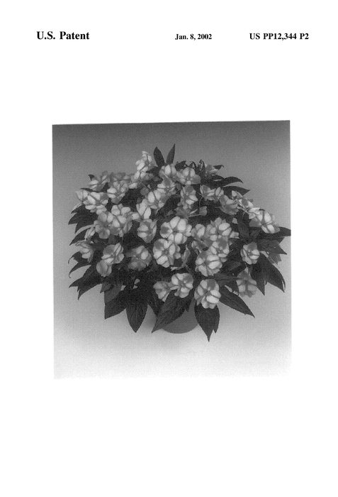 Figure 3 of US plant patent PP12344, the photograph of Tamar Candy Cane printed in the patent.