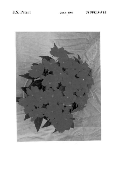 Figure 3 of US plant patent PP12345, the photograph of Ovation Hot Lava printed in the patent.