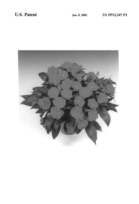 Figure 3 of US plant patent PP12347, the photograph of Tamar Cherry printed in the patent.