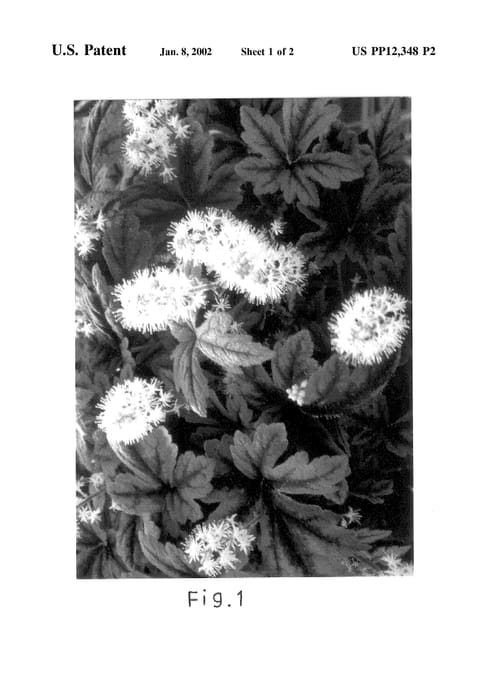 Figure 3 of US plant patent PP12348, the photograph of Black Velvet printed in the patent.