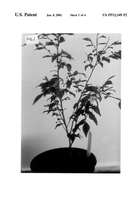Figure 3 of US plant patent PP12349, the photograph of Elina printed in the patent.