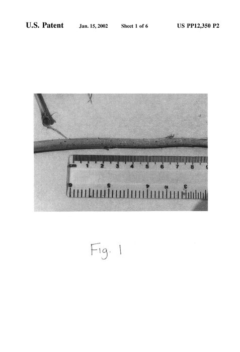 Figure 4 of US plant patent PP12350, the photograph of Emily printed in the patent.