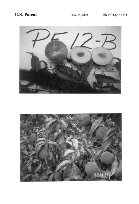 Figure 3 of US plant patent PP12351, the photograph of P. F. 12-B printed in the patent.