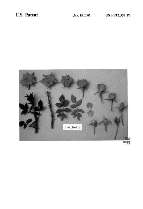 Figure 3 of US plant patent PP12352, the photograph of JAChotta printed in the patent.