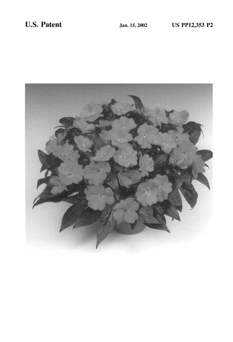 Figure 3 of US plant patent PP12353, the photograph of Tamar Fuchsia printed in the patent.