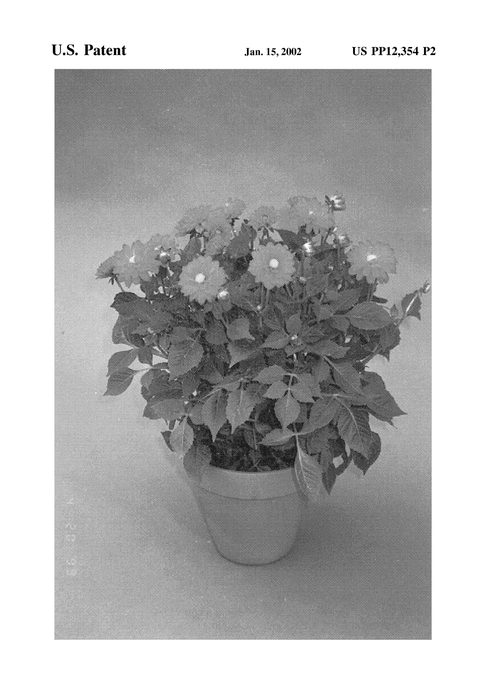 Figure 3 of US plant patent PP12354, the photograph of Rousillon printed in the patent.