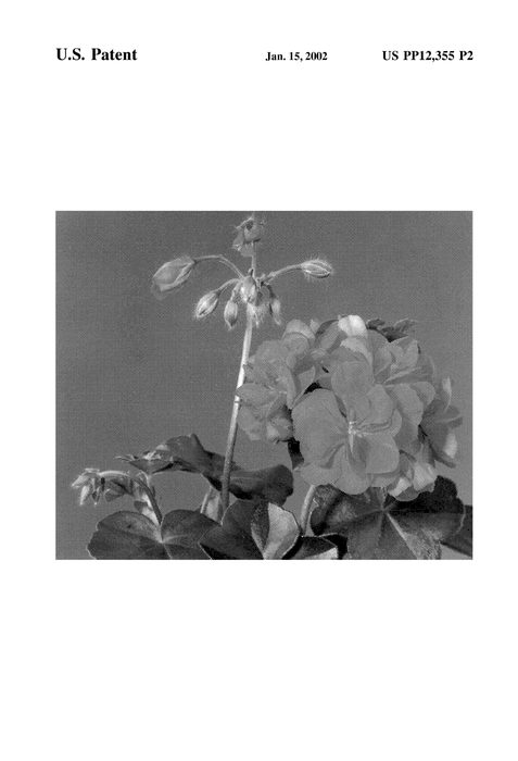Figure 3 of US plant patent PP12355, the photograph of Fisrimba printed in the patent.