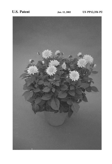 Figure 3 of US plant patent PP12356, the photograph of Picardie printed in the patent.