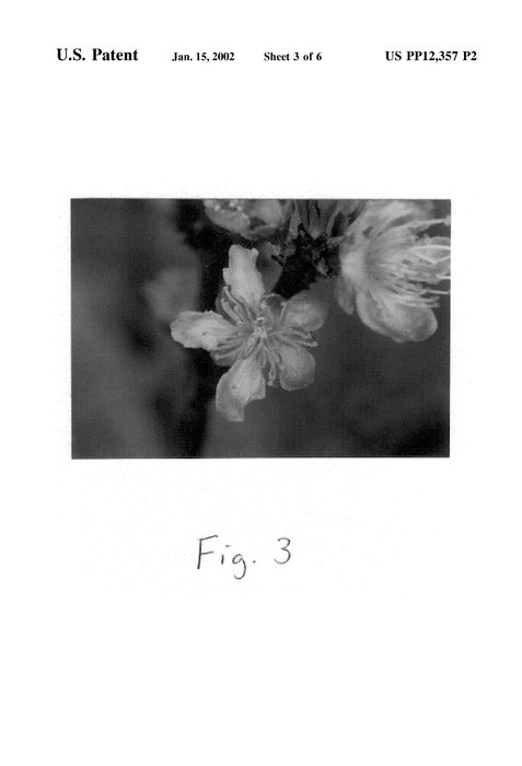 Figure 5 of US plant patent PP12357, the photograph of Intrepid printed in the patent.