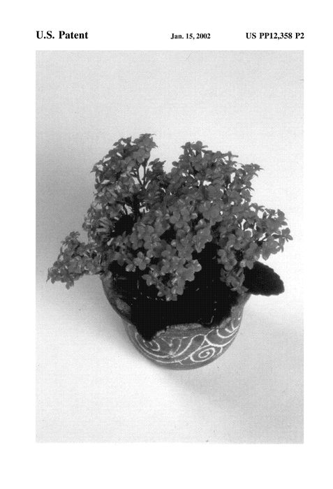 Figure 3 of US plant patent PP12358, the photograph of Forever Midi Orange Ember printed in the patent.