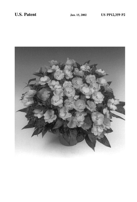 Figure 3 of US plant patent PP12359, the photograph of Tamar Pink printed in the patent.