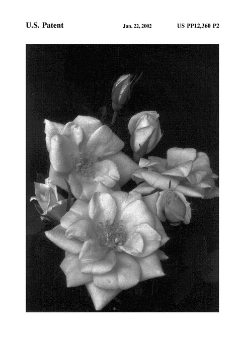 Figure 3 of US plant patent PP12360, the photograph of TUCktommy printed in the patent.