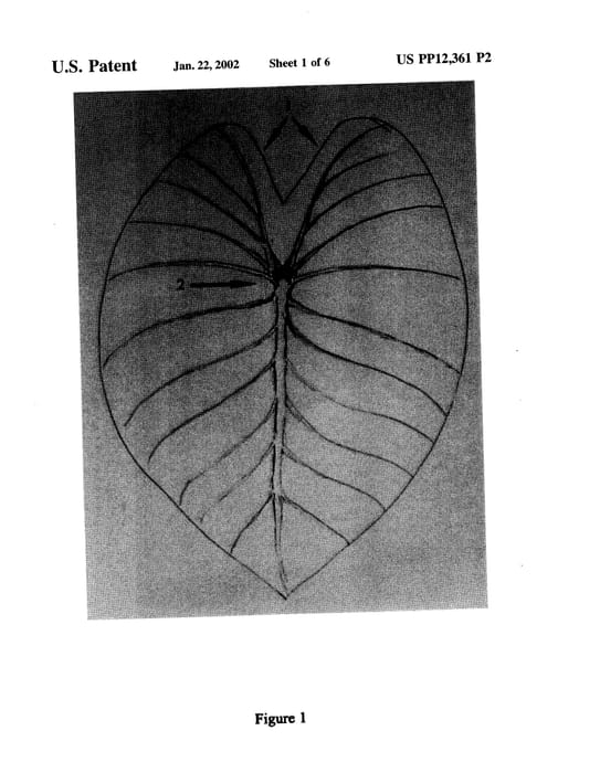 Figure 4 of US plant patent PP12361, the photograph of Pa'lehua printed in the patent.