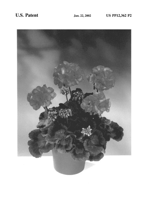 Figure 3 of US plant patent PP12362, the photograph of Fisrorose printed in the patent.