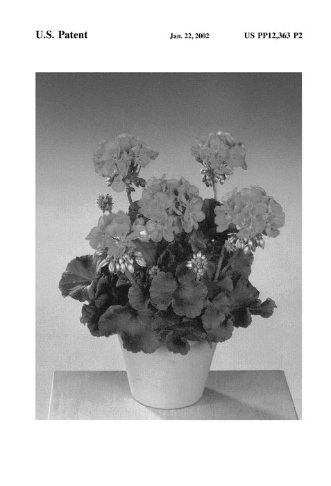 Figure 3 of US plant patent PP12363, the photograph of Fisom printed in the patent.