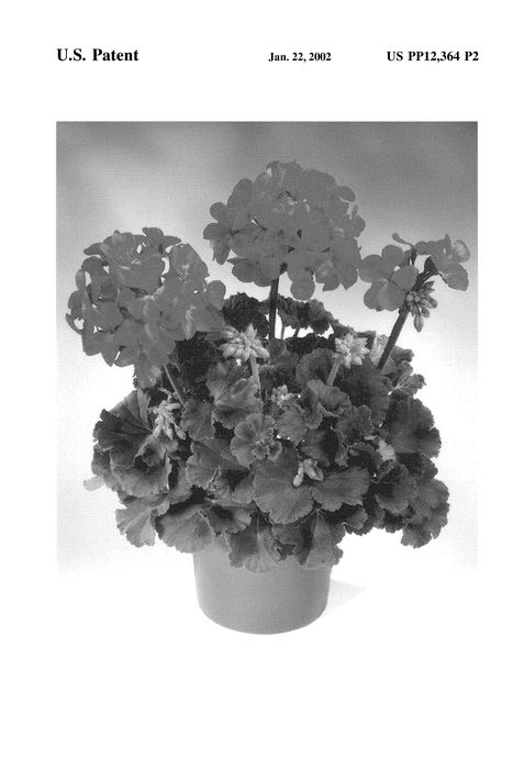 Figure 3 of US plant patent PP12364, the photograph of Fissil printed in the patent.